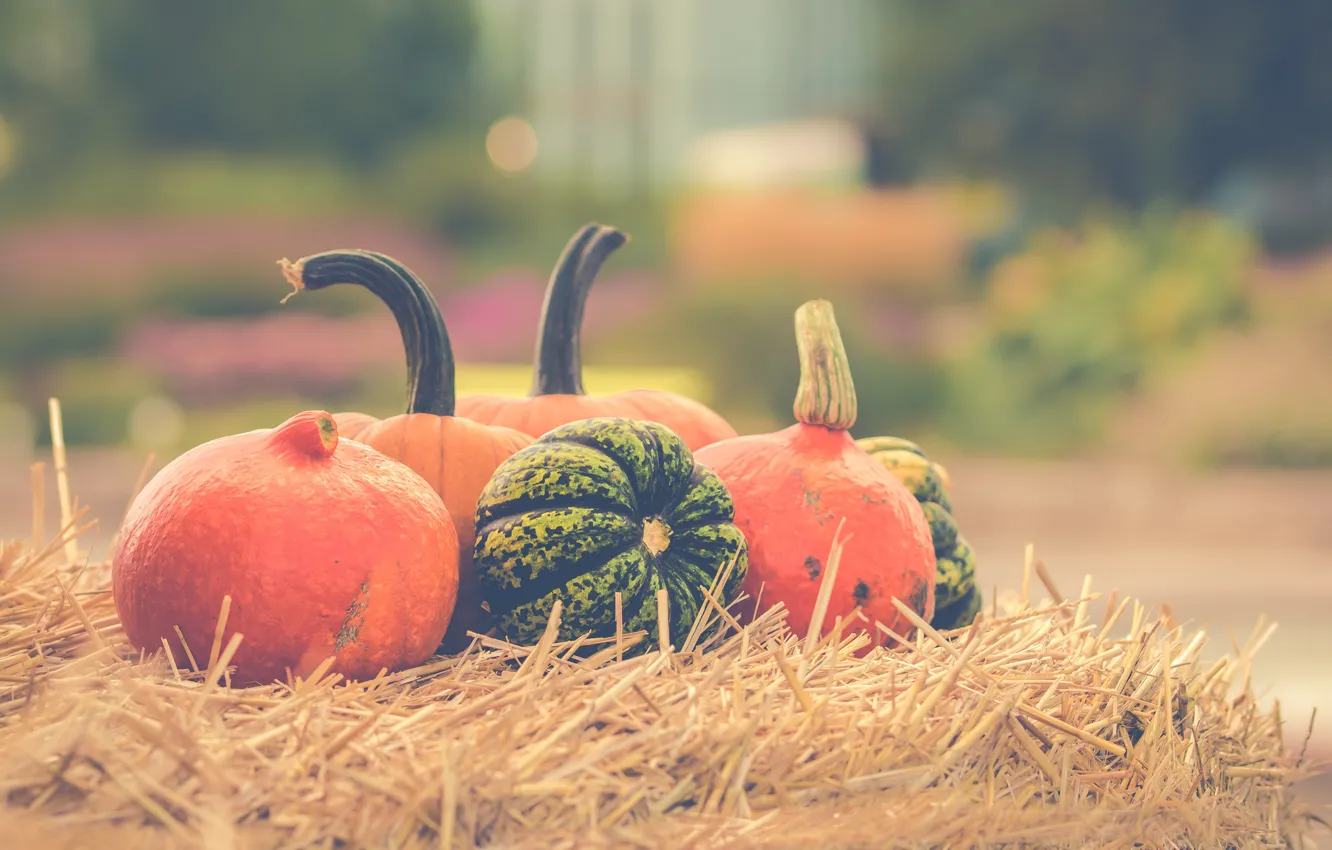 Photo wallpaper harvest, hay, pumpkin, straw, bokeh
