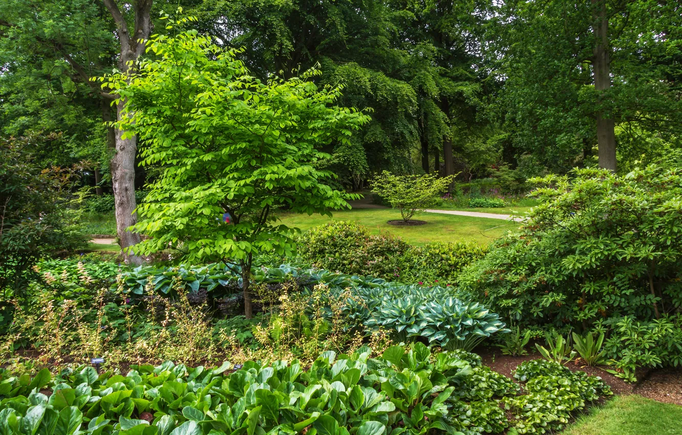 Photo wallpaper greens, grass, trees, Park, garden, UK, the bushes, Harlow Carr Garden