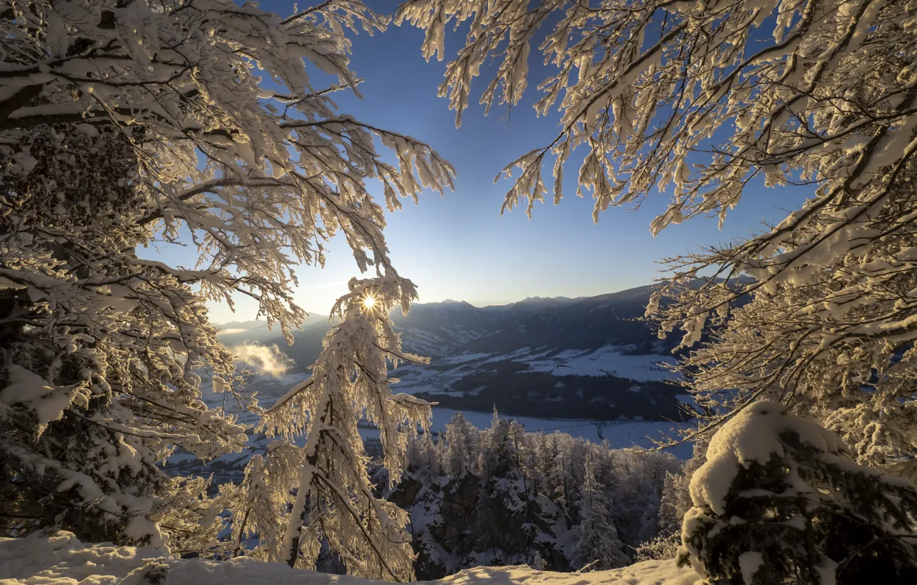 Photo wallpaper winter, frost, forest, the sun, rays, light, snow, trees