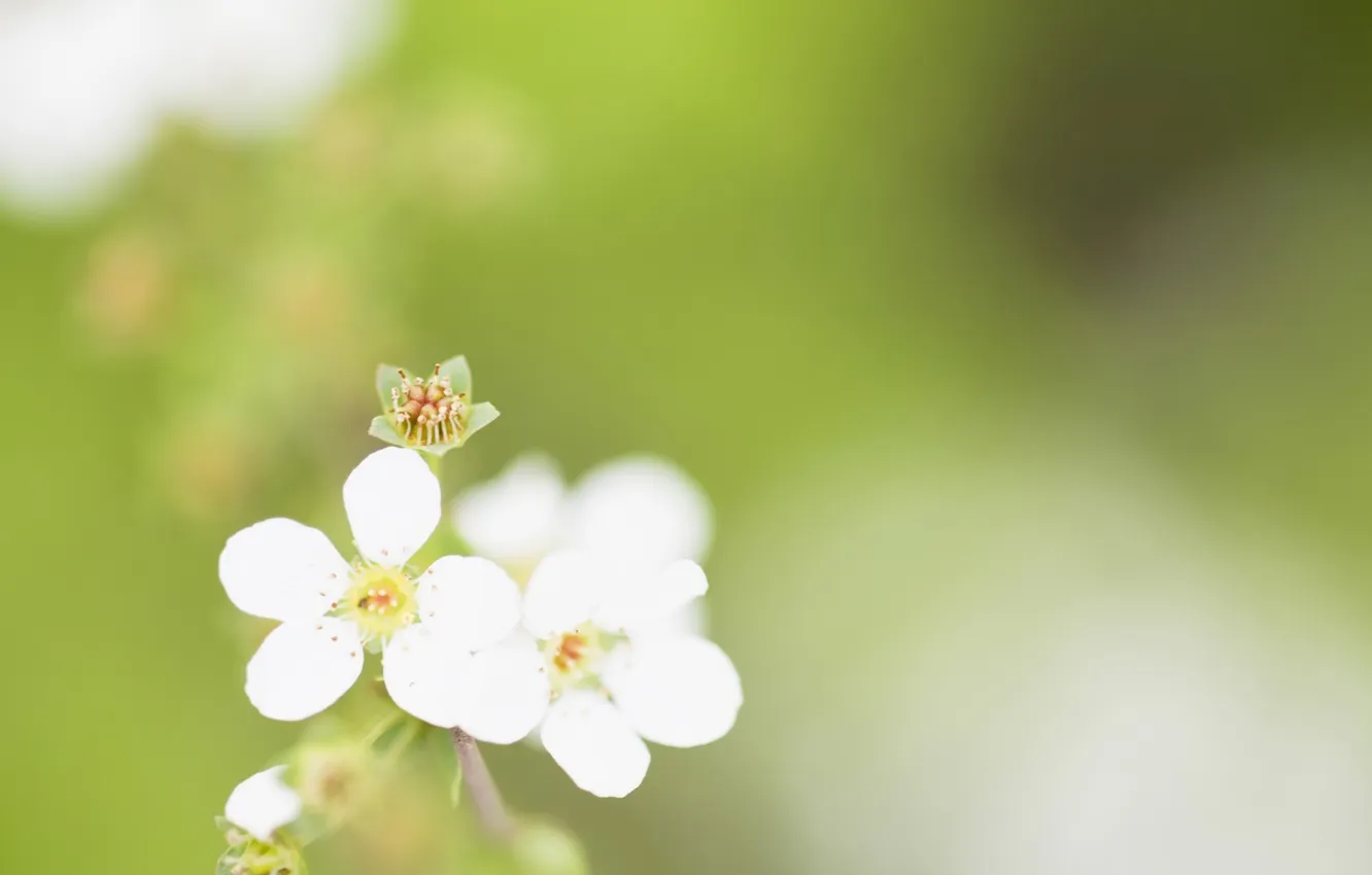 Photo wallpaper white, macro, flowers, green, background, minimalism, spring, blur