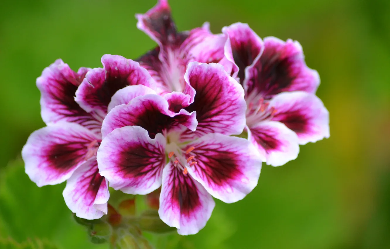 Photo wallpaper flowers, nature, plant, petals