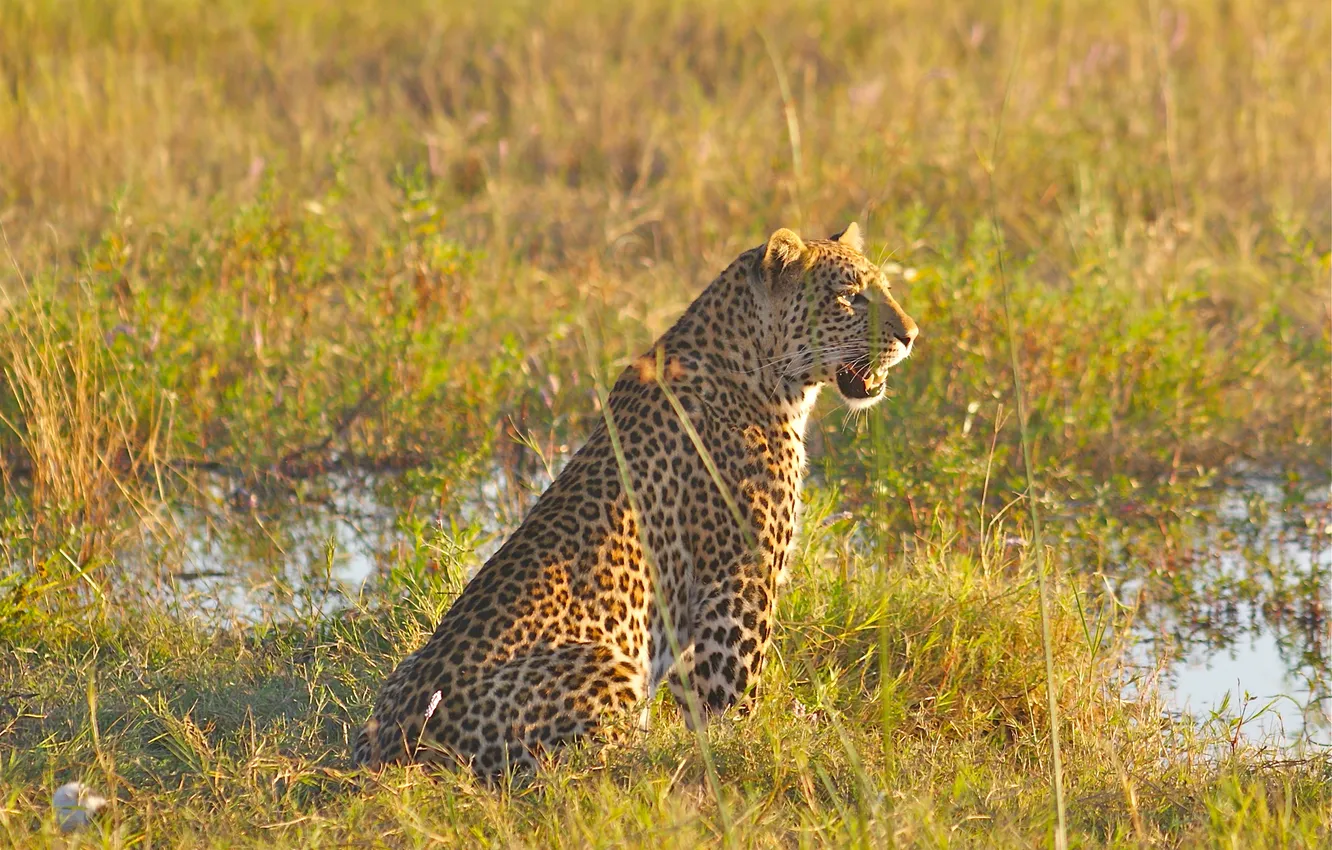 Photo wallpaper swamp, leopard, Africa, Delta, Botswana, Okavango