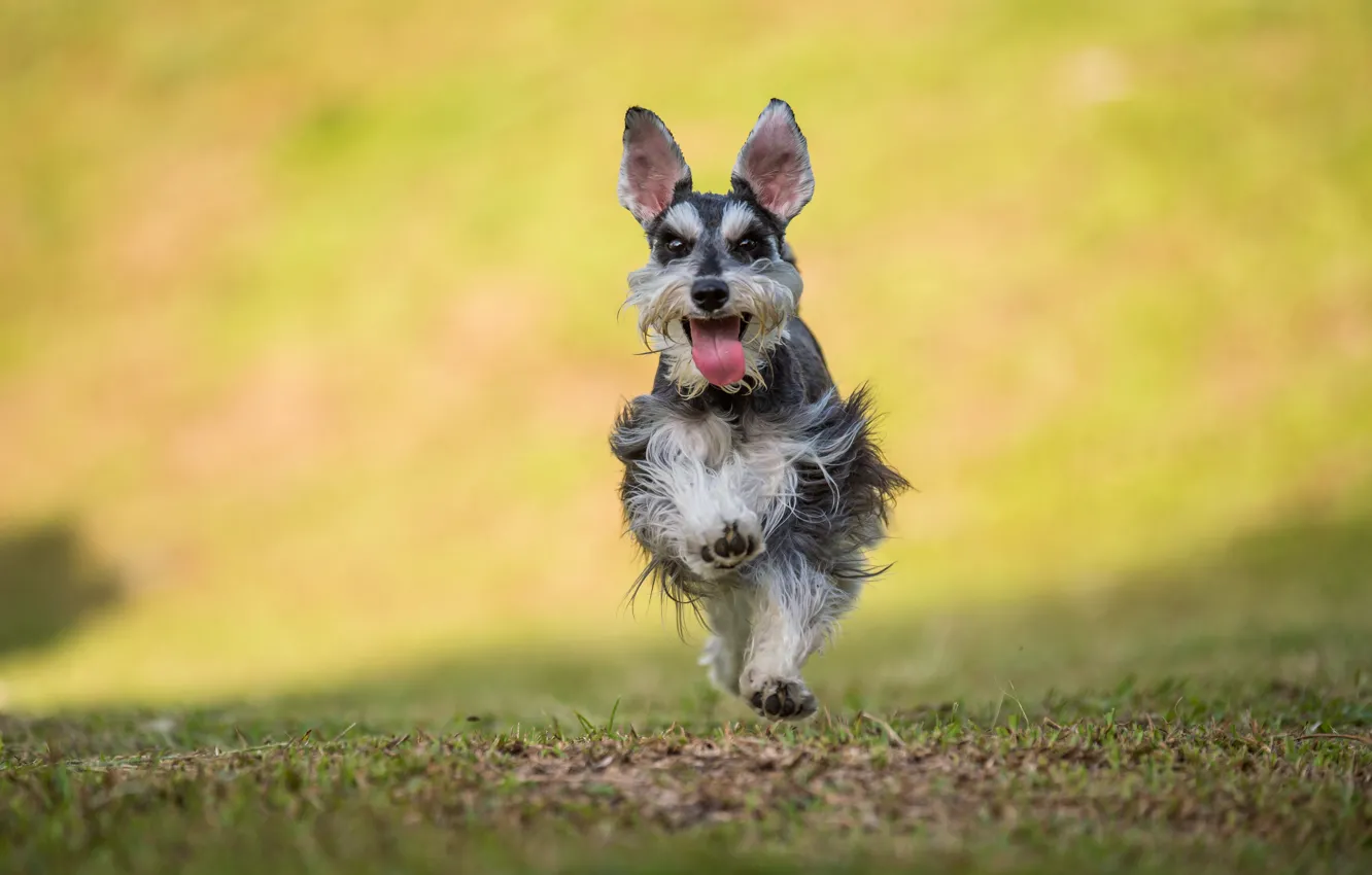 Photo wallpaper language, grass, dog, running, grass, dog, jumping, jumping