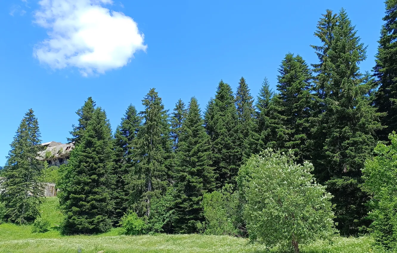 Photo wallpaper wood, mountain, Bosnia, Sarajevo, igman