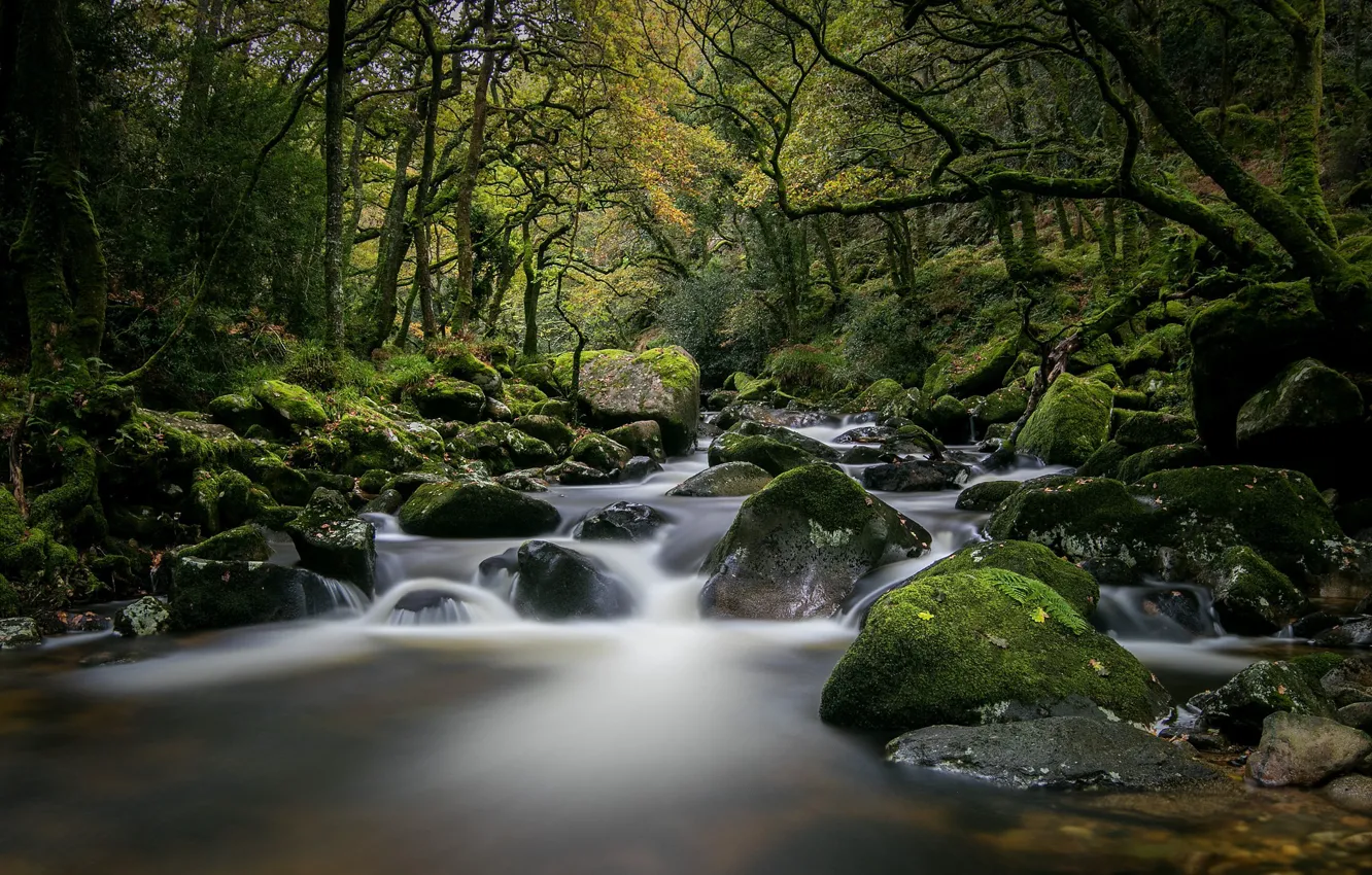 Photo wallpaper forest, stones, moss, river