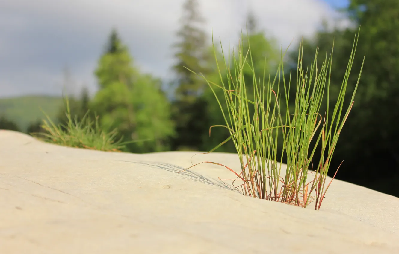 Photo wallpaper grass, stones, minimalism, Zen
