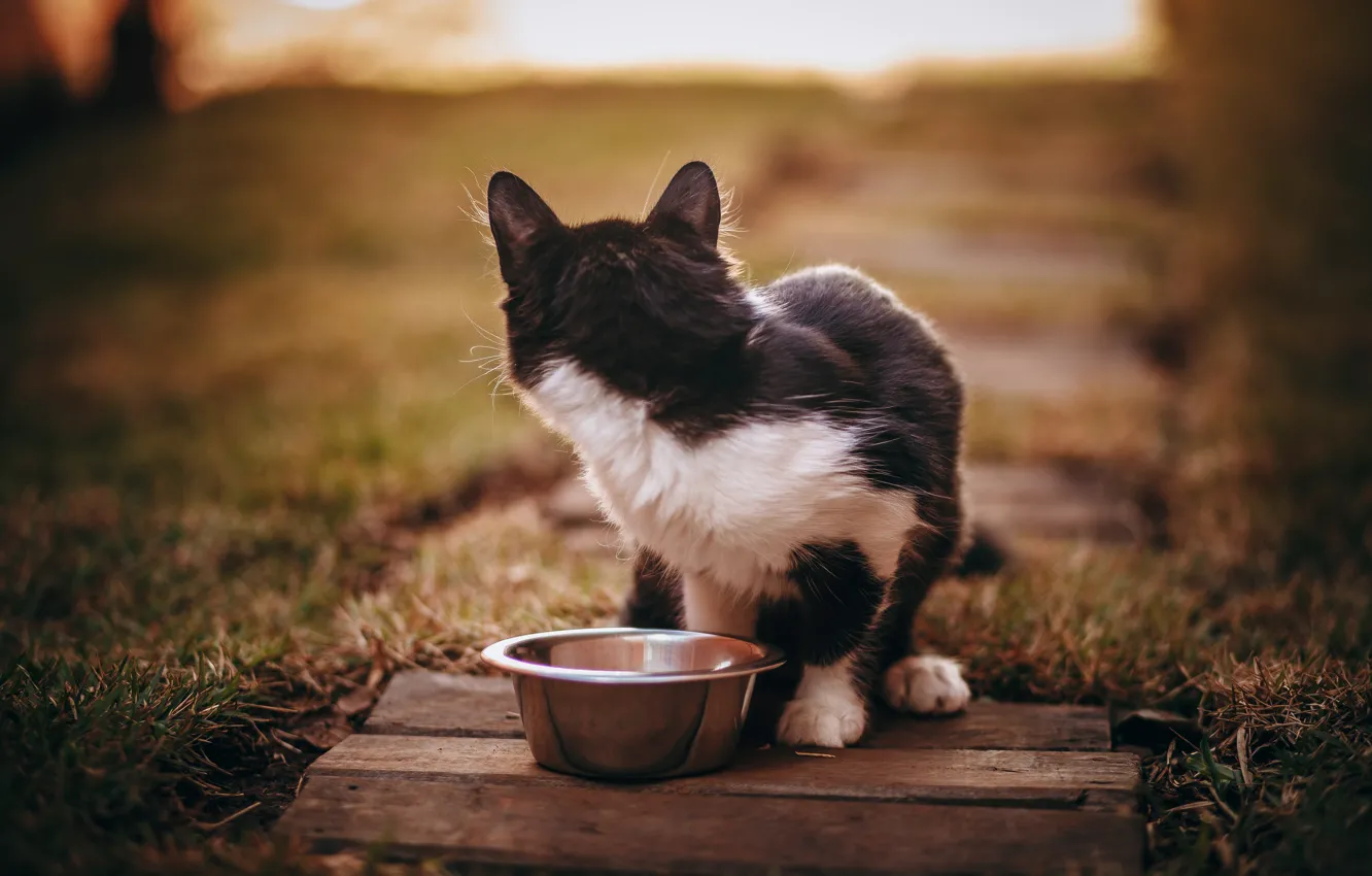Photo wallpaper cat, nature, kitty, black and white, back, food, turn, bowl