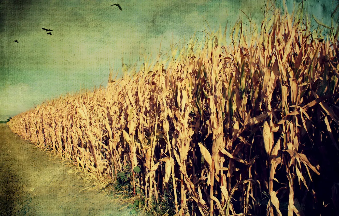 Photo wallpaper style, background, corn