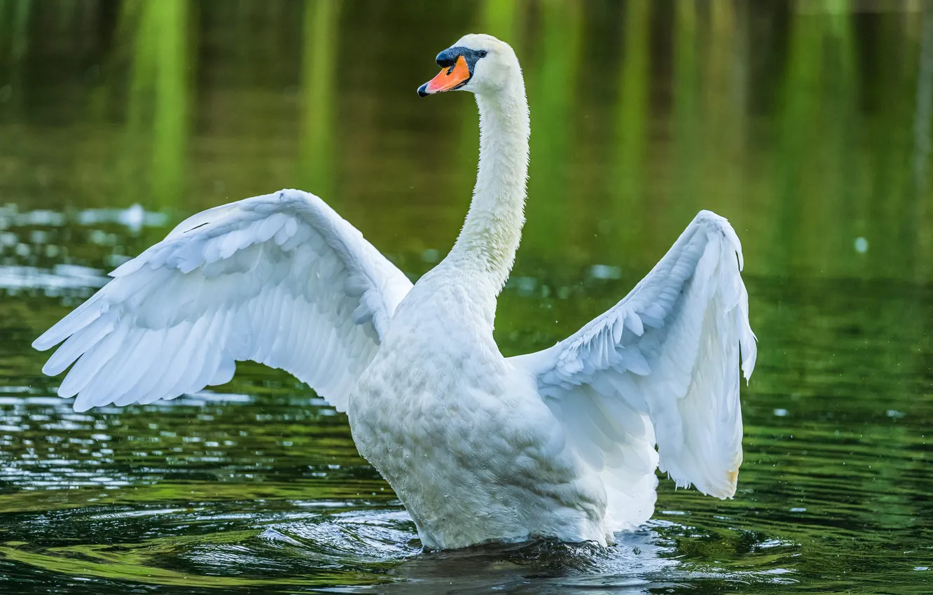 Photo wallpaper white, pose, bird, wings, swans, pond, stroke