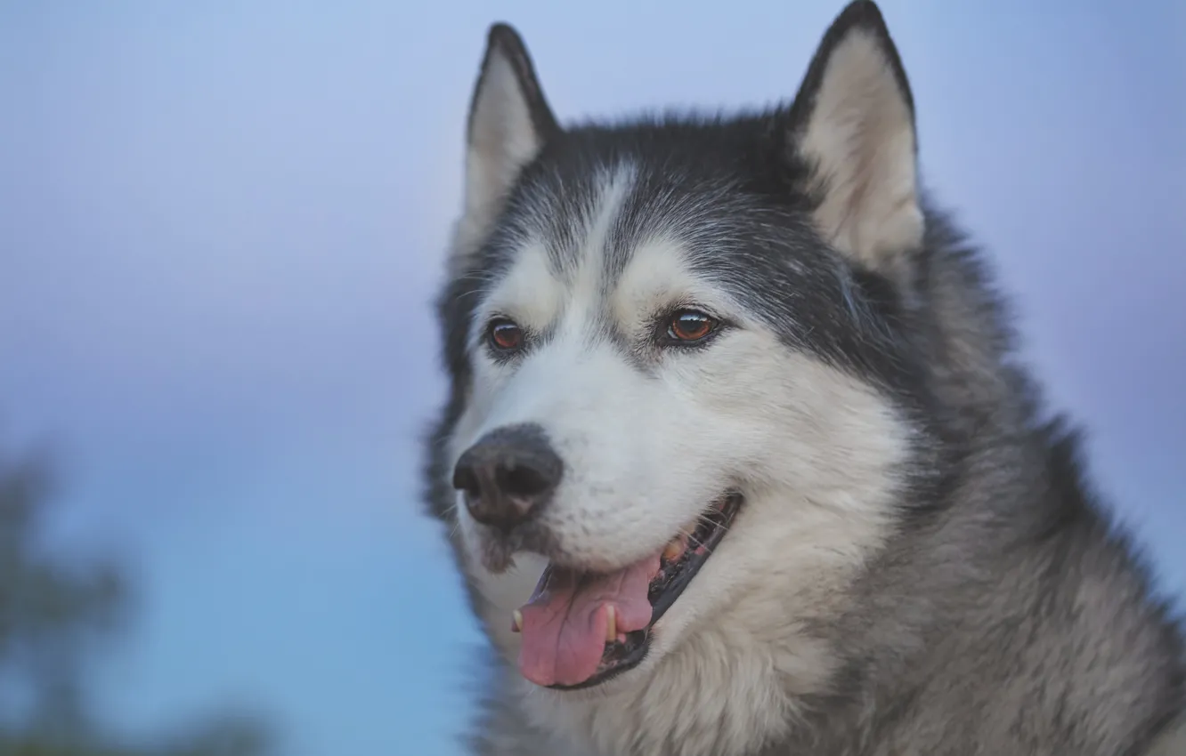 Photo wallpaper language, face, portrait, dog, Malamute