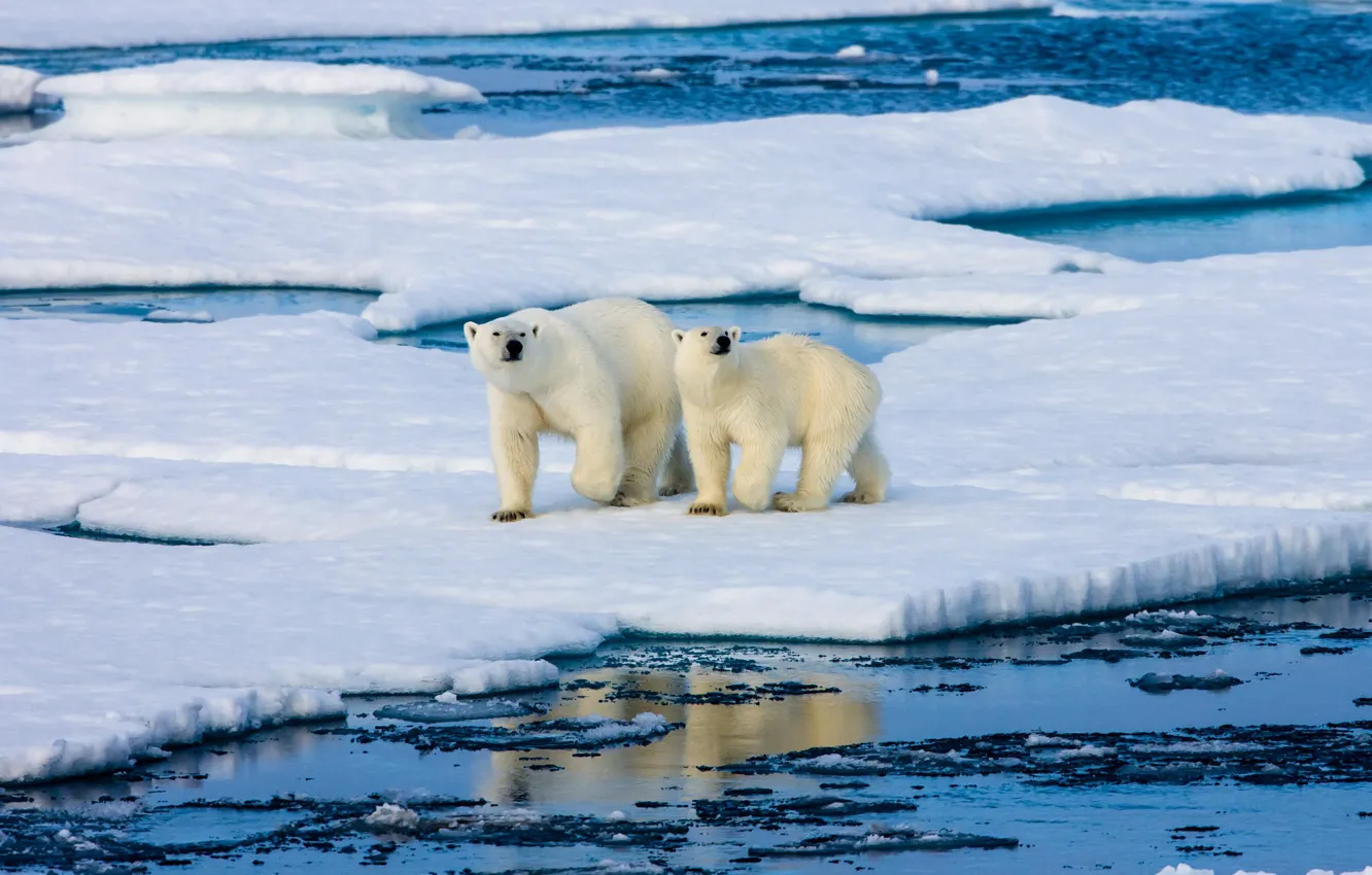 Photo wallpaper ice, winter, bear, ice, polar bears