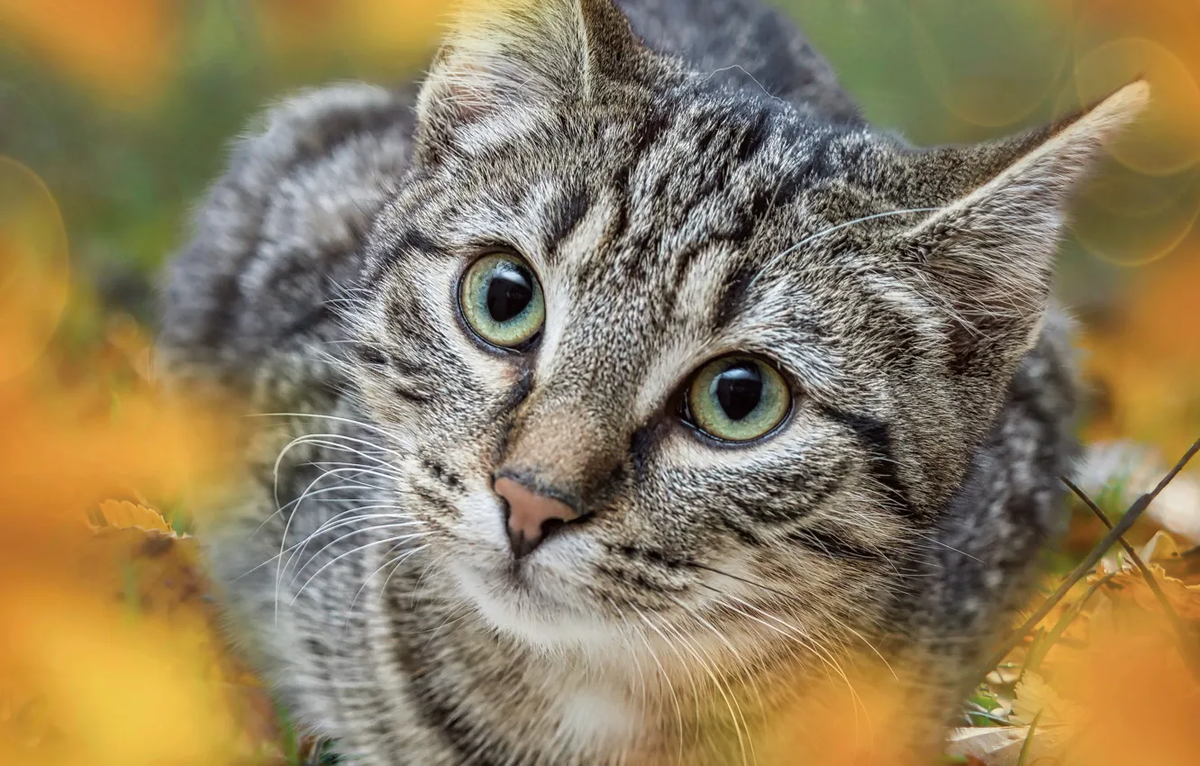 Photo wallpaper autumn, cat, cat, nature, grey, background, foliage, bokeh