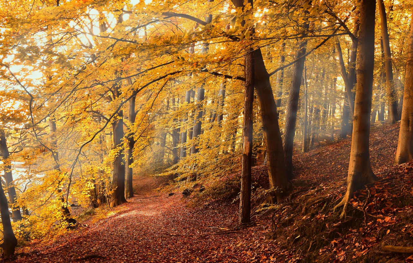 Photo wallpaper autumn, forest, branches, path, autumn leaves