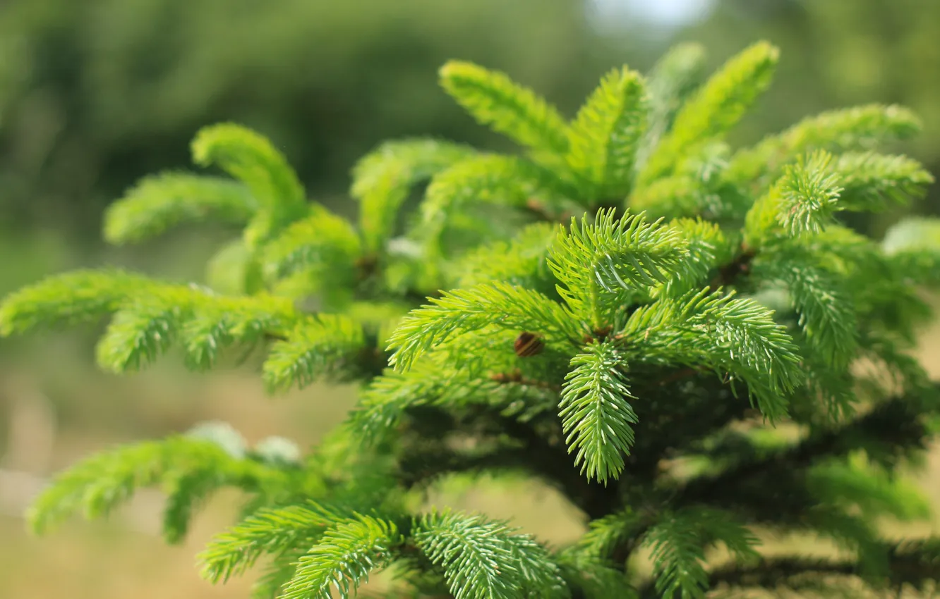 Photo wallpaper green, forest, pine, twig