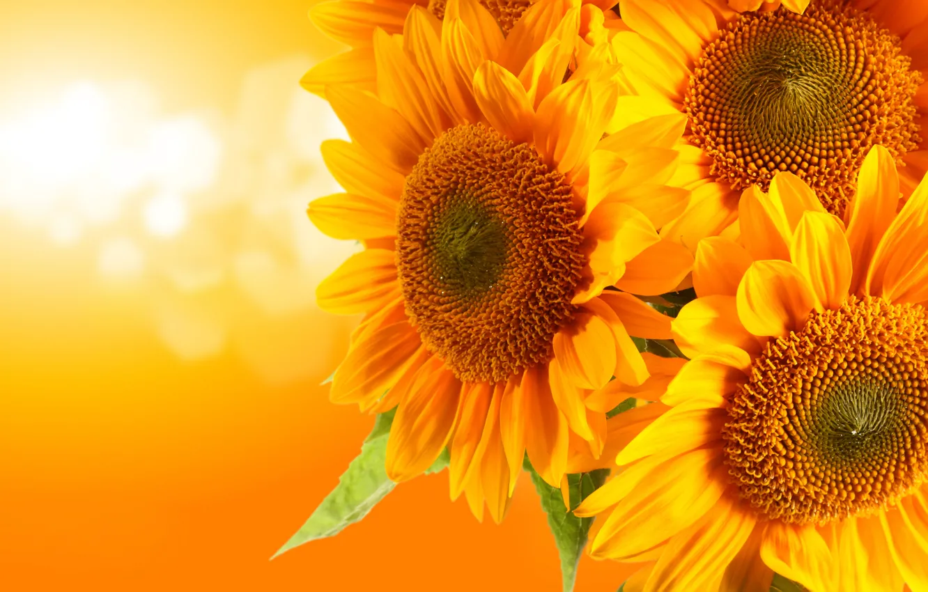 Photo wallpaper sunflowers, glare, orange background