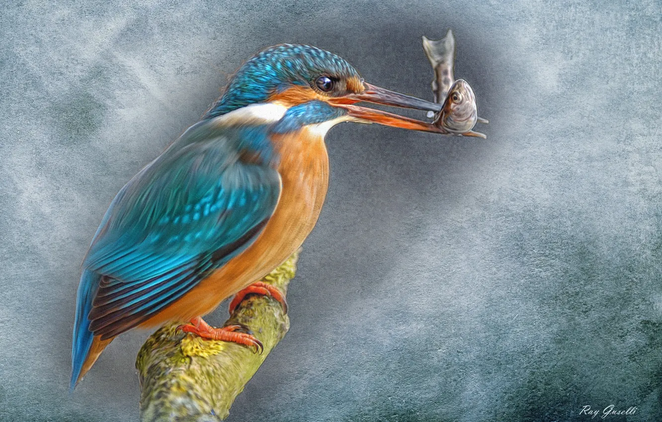 Photo wallpaper background, bird, branch, painting, Kingfisher