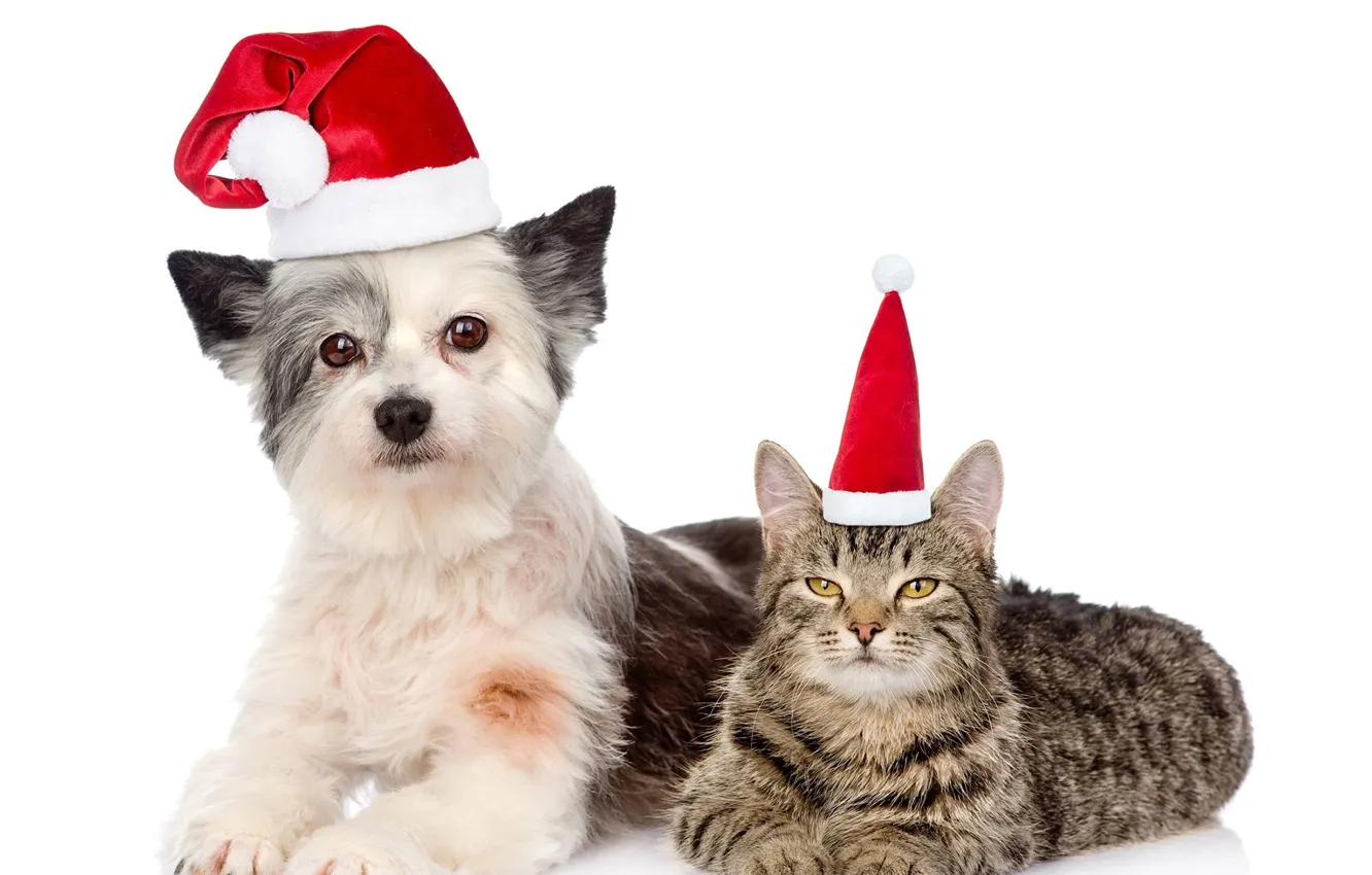Photo wallpaper cat, hat, dog, New year, 2018