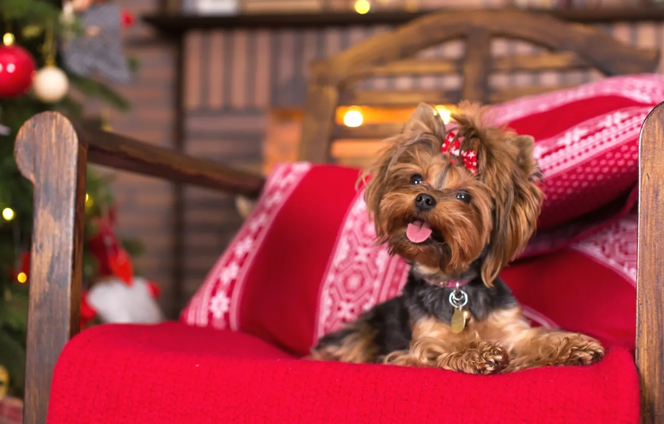 Photo wallpaper eyes, look, dog, chair, Yorkshire Terrier