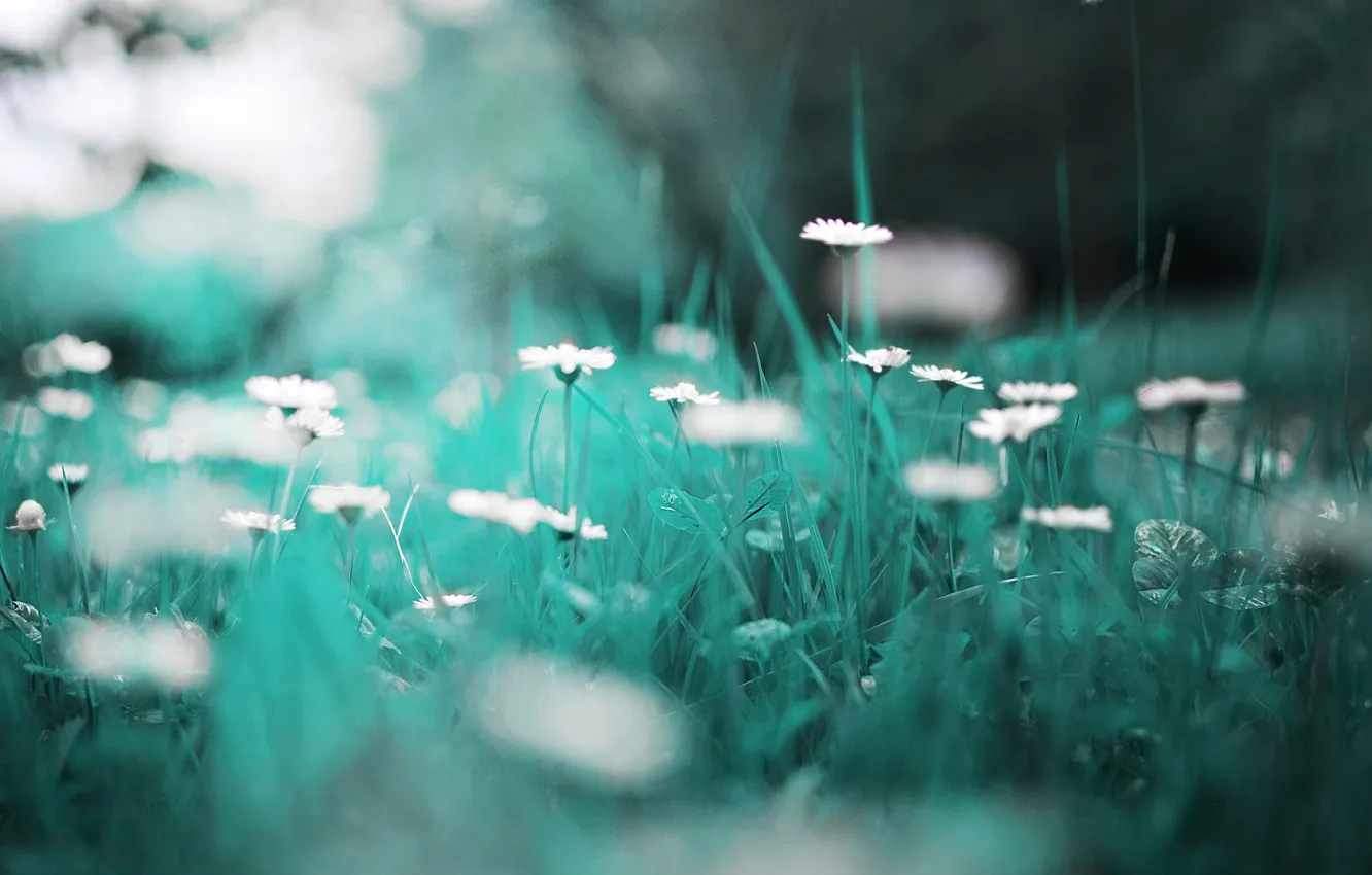 Photo wallpaper grass, macro, chamomile, bokeh
