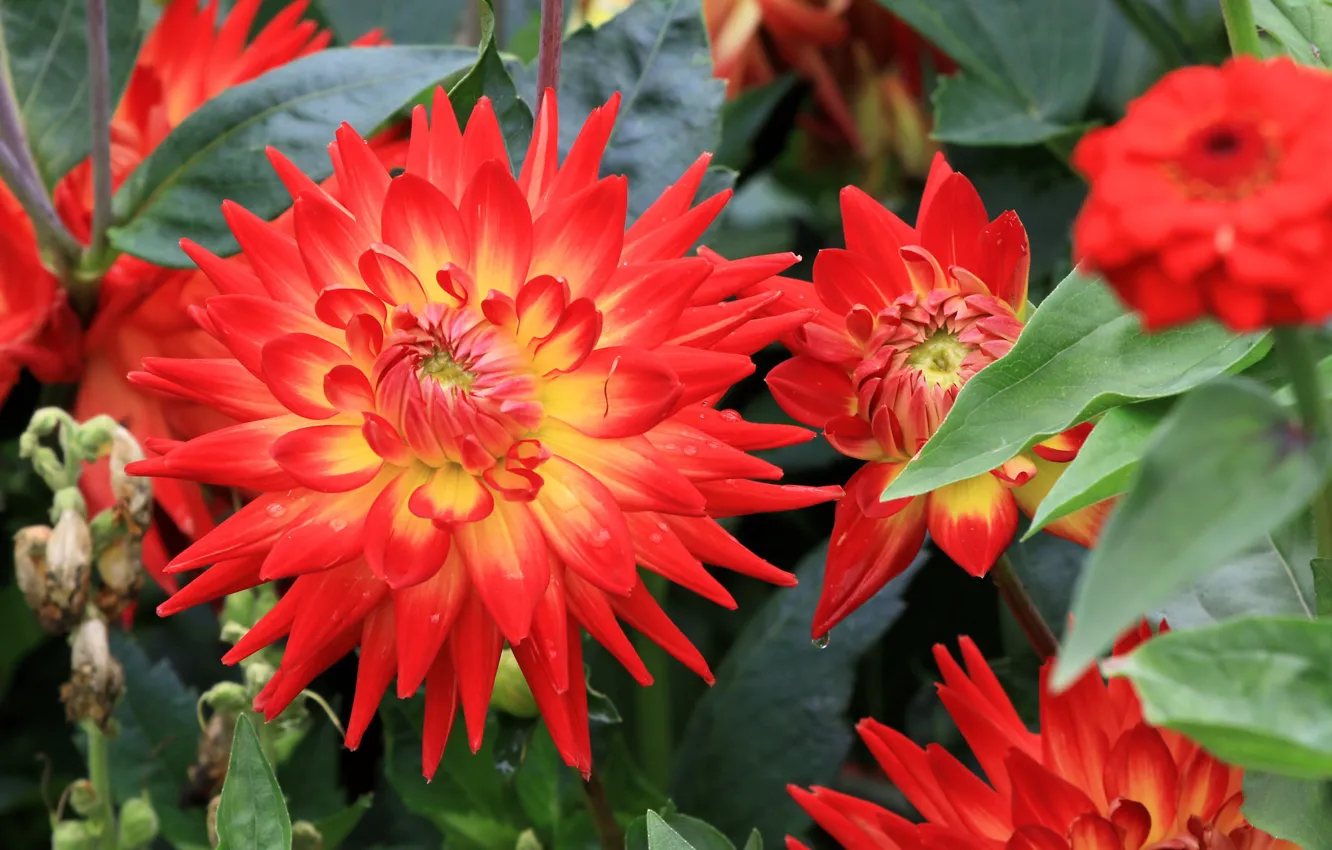 Photo wallpaper leaves, flowers, red, garden, flowerbed, dahlias, cactus