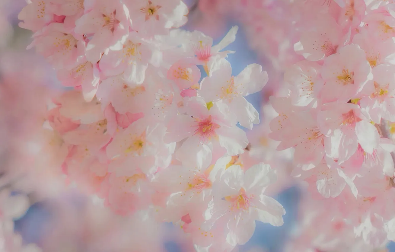Photo wallpaper flowers, cherry, tenderness, spring, Sakura, pink flowers