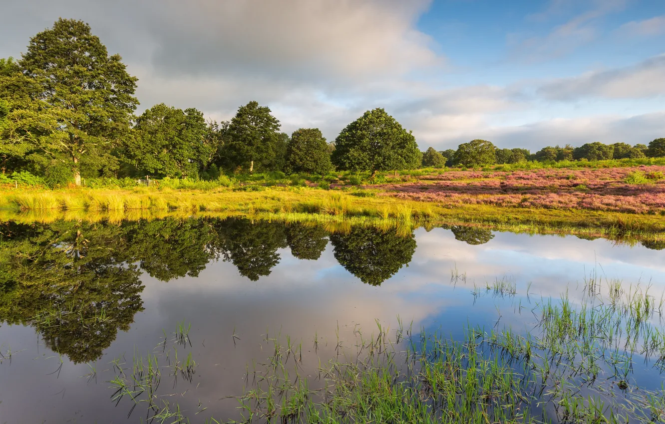 Photo wallpaper forest, the sky, clouds, trees, reflection, shore, pond, Heather