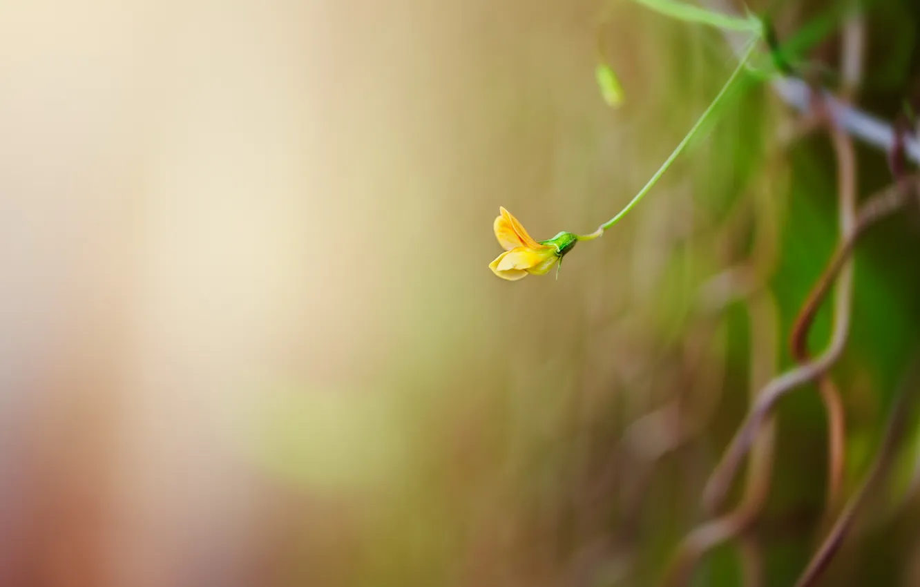 Photo wallpaper macro, flowers, nature