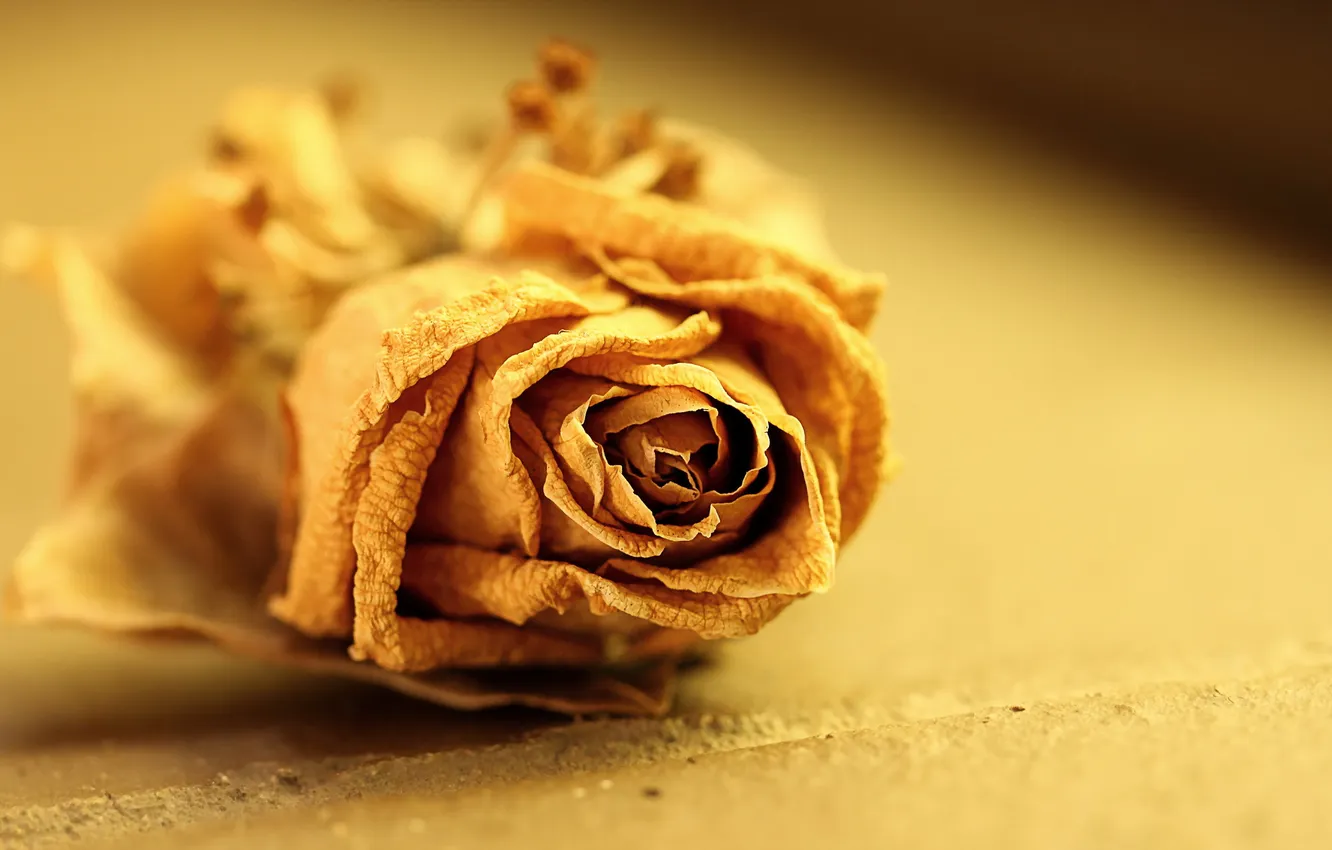 Photo wallpaper macro, flowers, background, roses