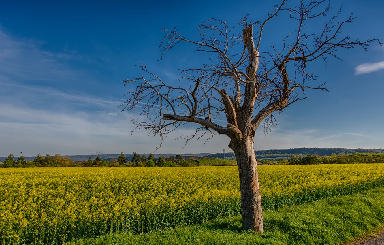 Photo wallpaper field, grass, trees