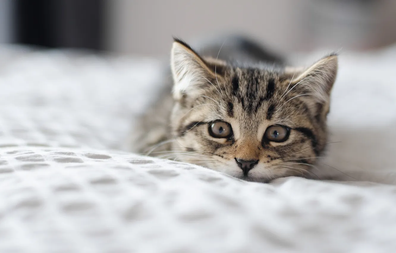 Photo wallpaper look, muzzle, kitty