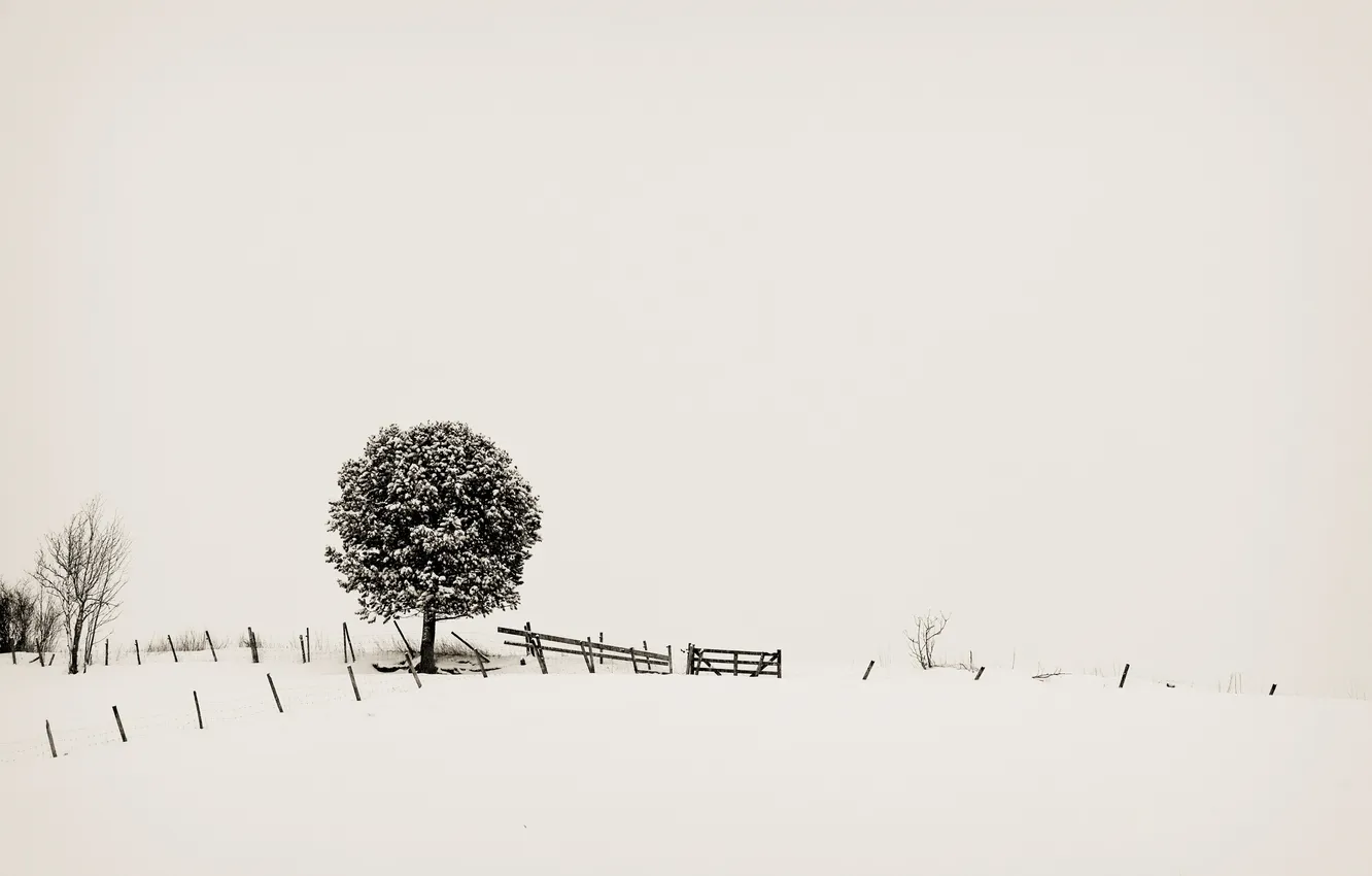 Photo wallpaper snow, trees, minimalism, Minimalism