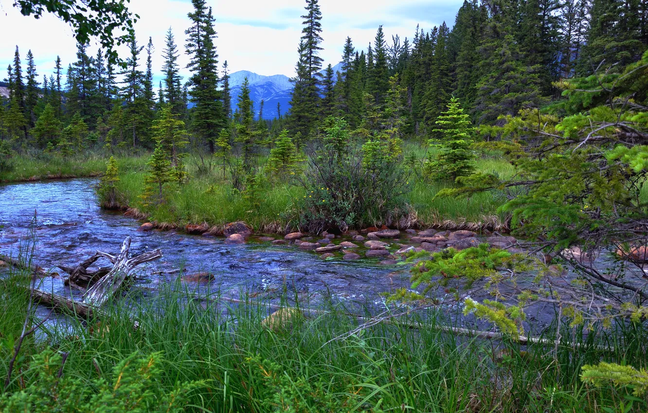 Photo wallpaper forest, the sky, trees, mountains, river, stones, spruce