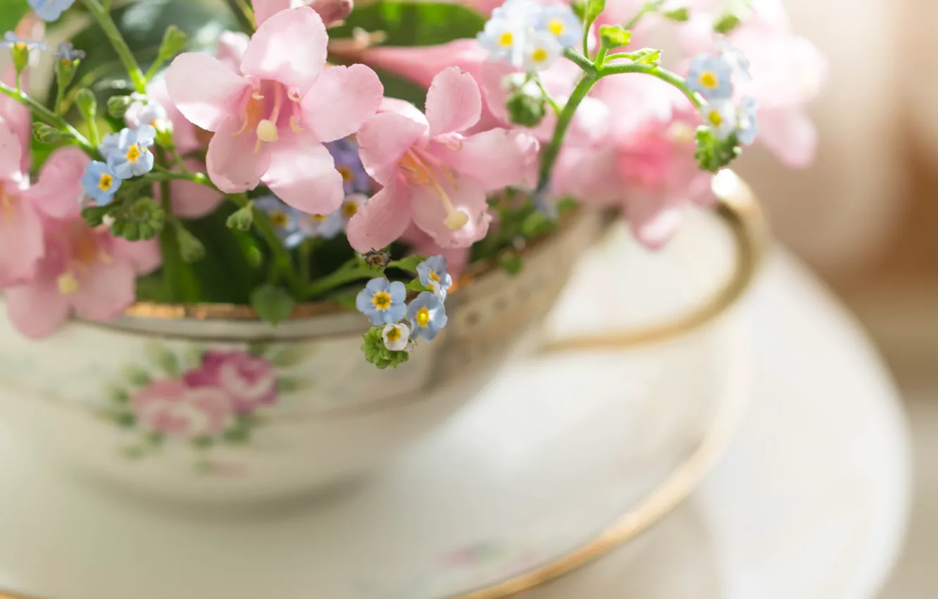 Photo wallpaper macro, tenderness, Cup, pink, saucer