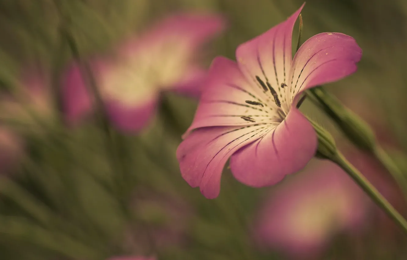 Photo wallpaper flower, flowers, background, pink, widescreen, Wallpaper, blur, stem