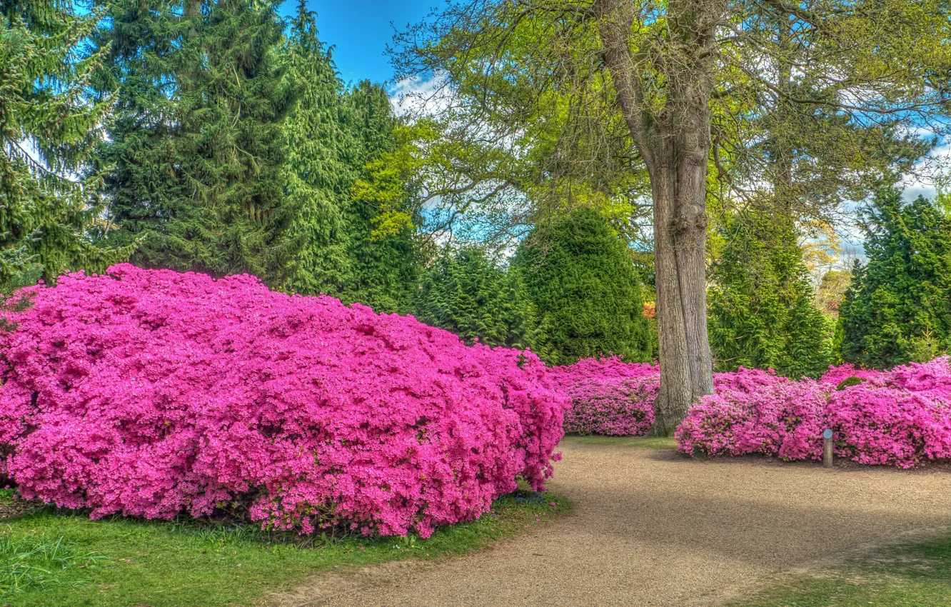 Photo wallpaper road, trees, flowers, Park, England, HDR, park, England