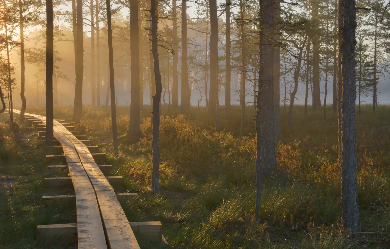 Photo wallpaper forest, dawn, beauty, Estonia, reserve