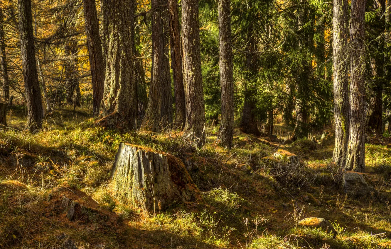 Photo wallpaper forest, grass, trees, stump, Sunny, Iceland