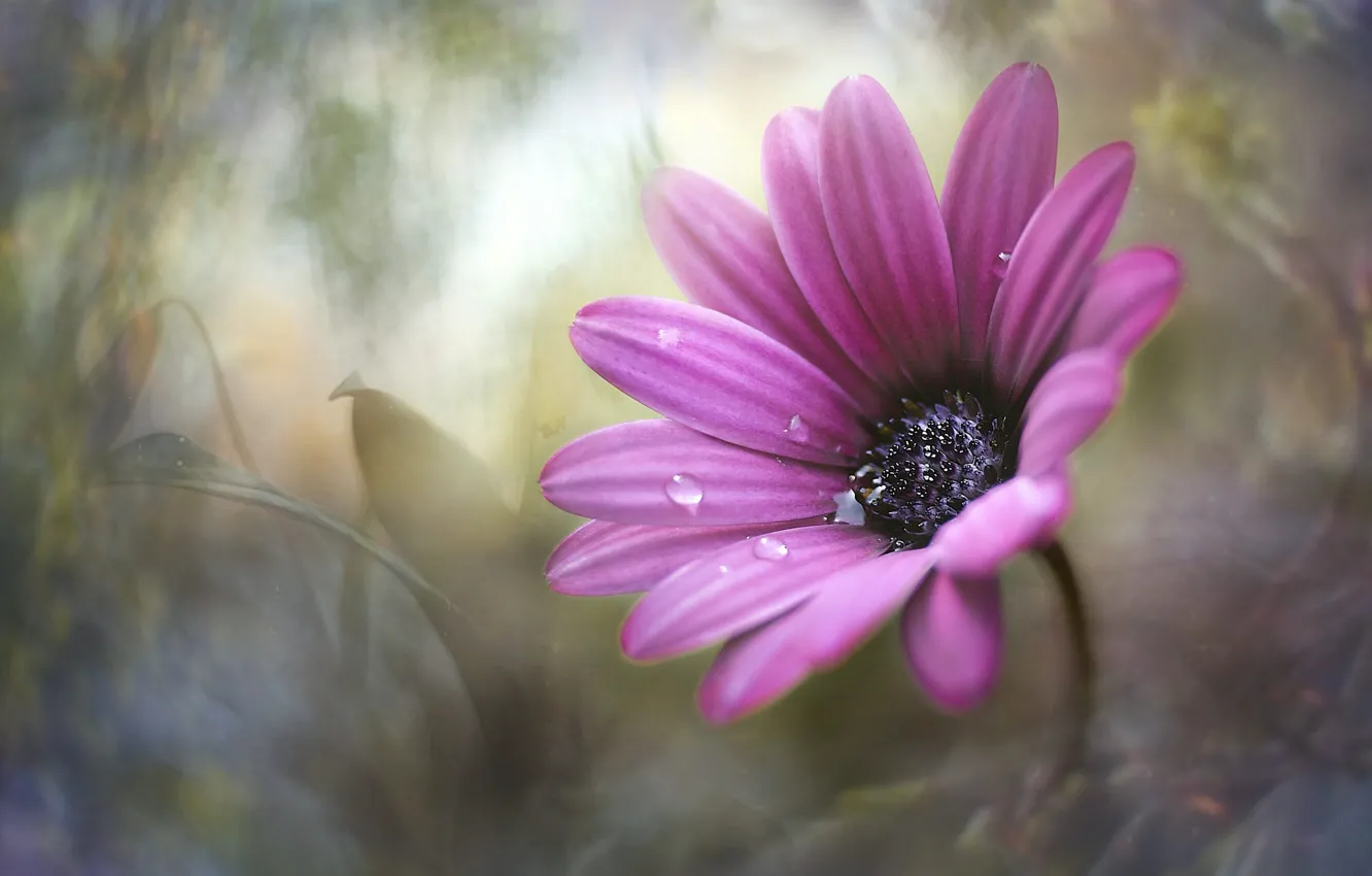 Photo wallpaper drops, flowers, pink, lilac, Osteospermum, art processing