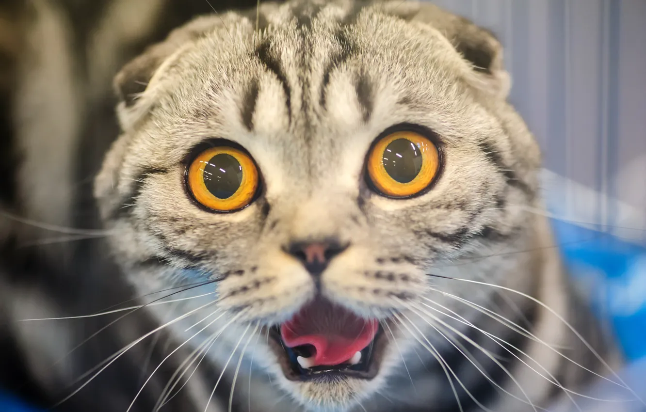 Photo wallpaper cat, cat, face, fright, horror, eyes