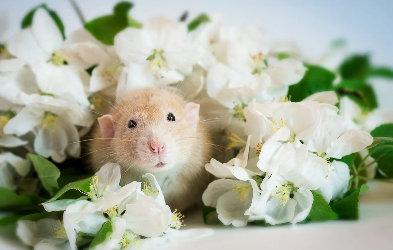 Photo wallpaper flowers, muzzle, rat