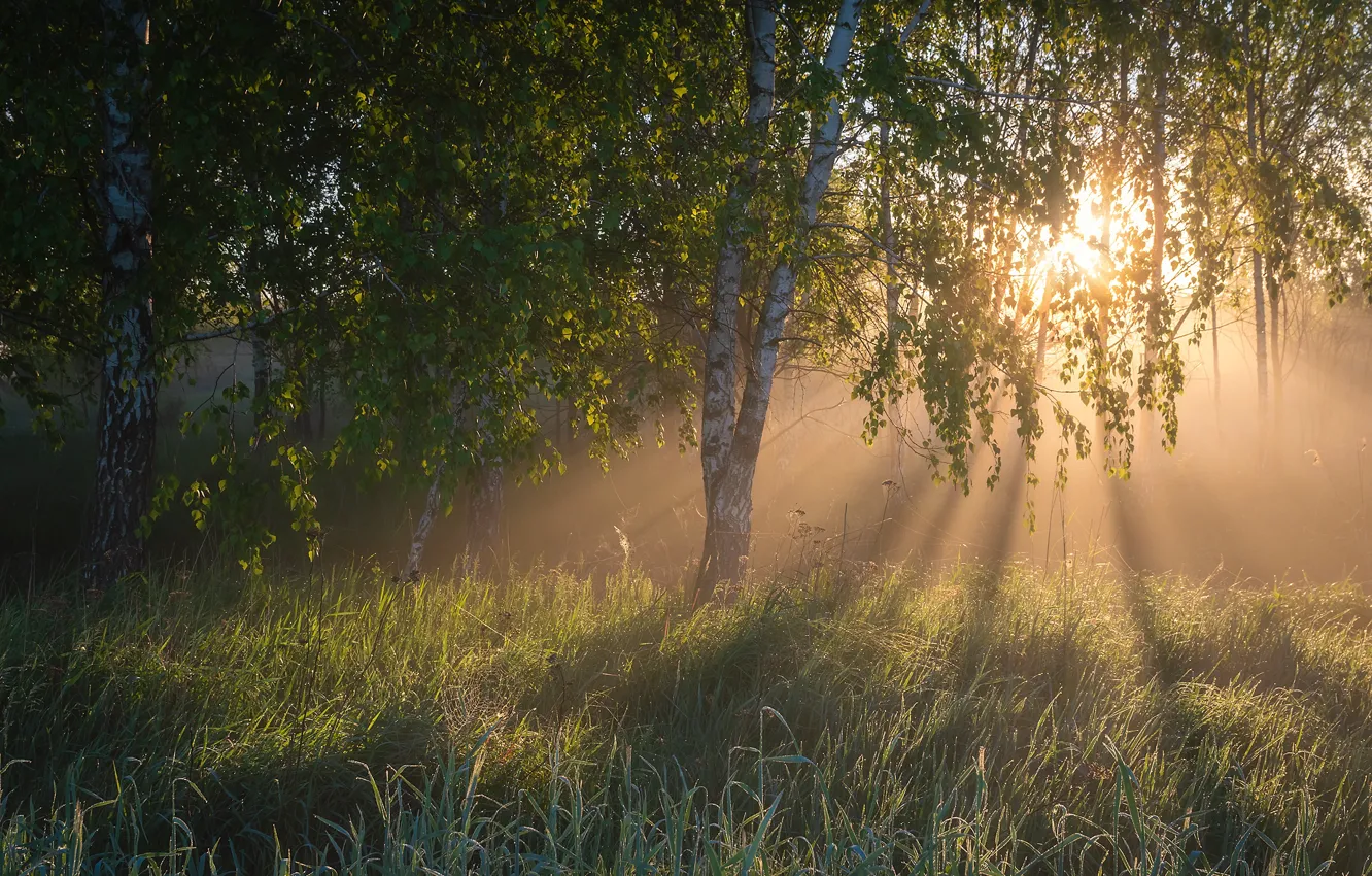 Photo wallpaper forest, the sun, foliage