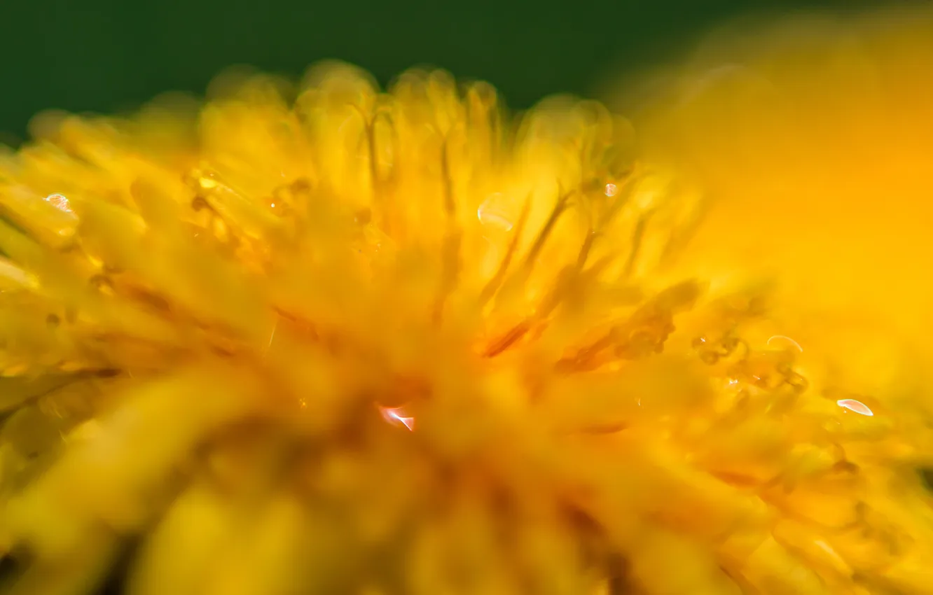 Photo wallpaper macro, flowers, yellow, dandelion