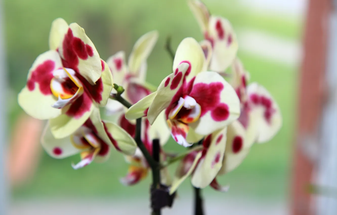 Photo wallpaper Orchid, blooming, Phalaenopsis