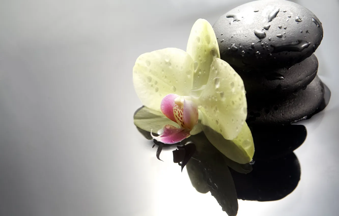 Photo wallpaper drops, Orchid, Spa stones