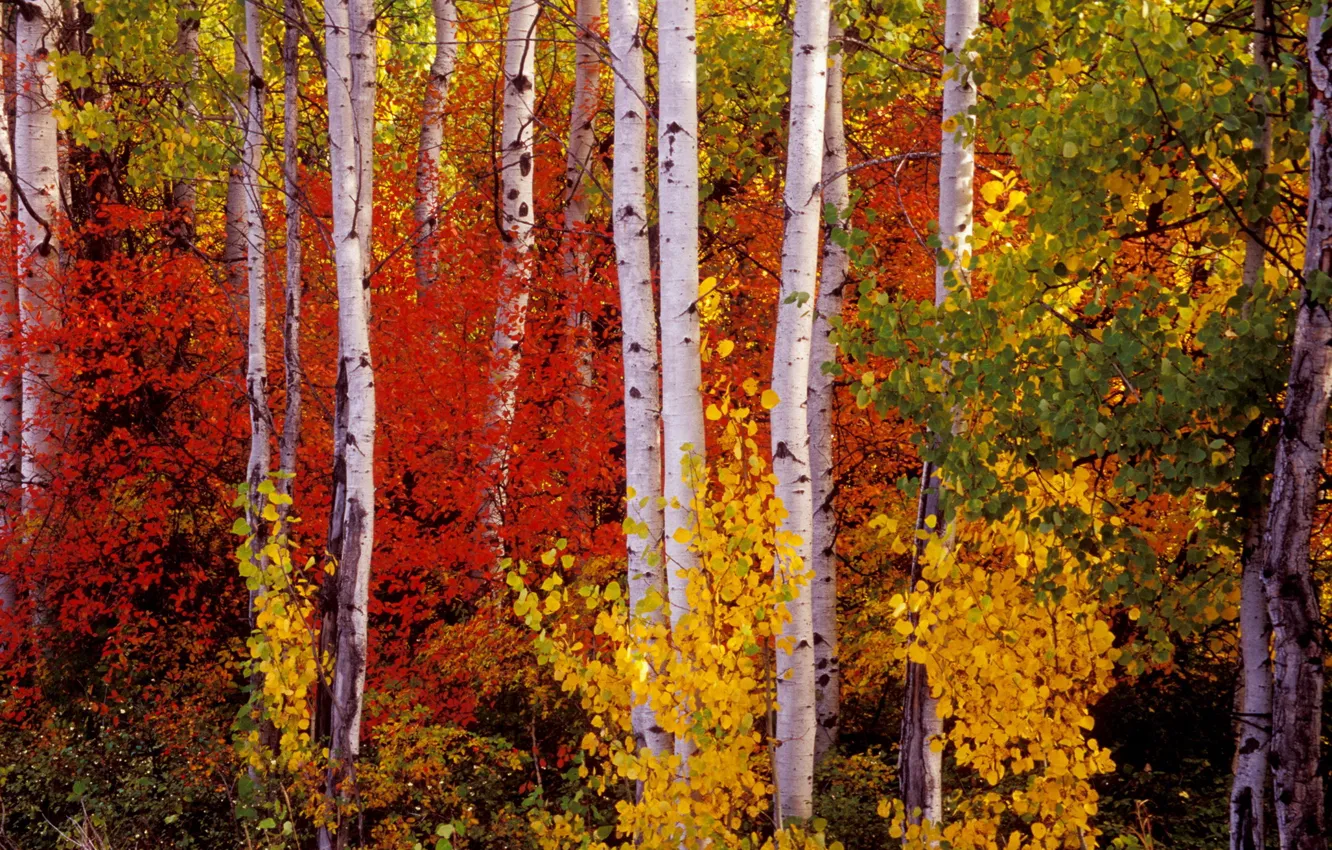 Photo wallpaper autumn, nature, photo, birch