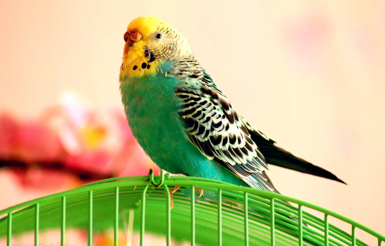Photo wallpaper blue, cell, feathers, beak, parrot