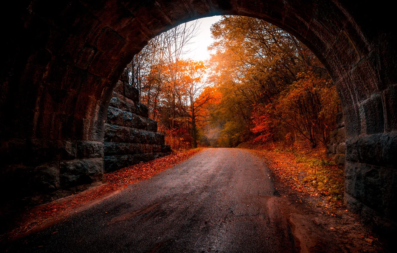 Photo wallpaper bridge, nature, road, trees, arch, foliage, autumn, forest