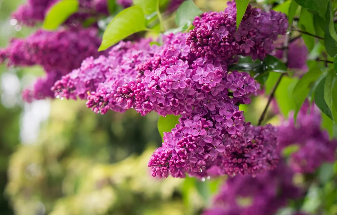 Photo wallpaper branches, brush, lilac
