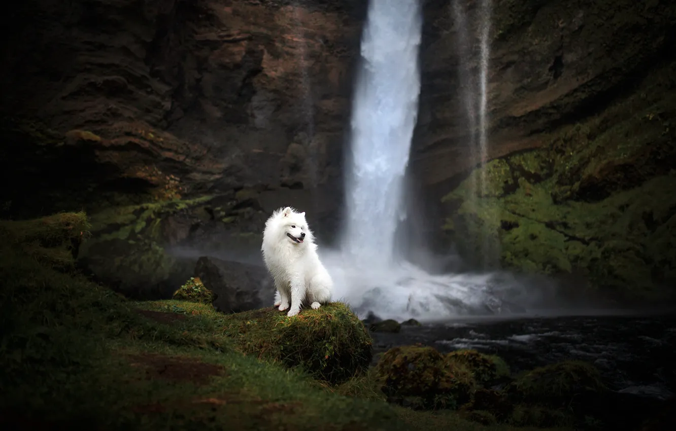 Photo wallpaper each, waterfall, dog