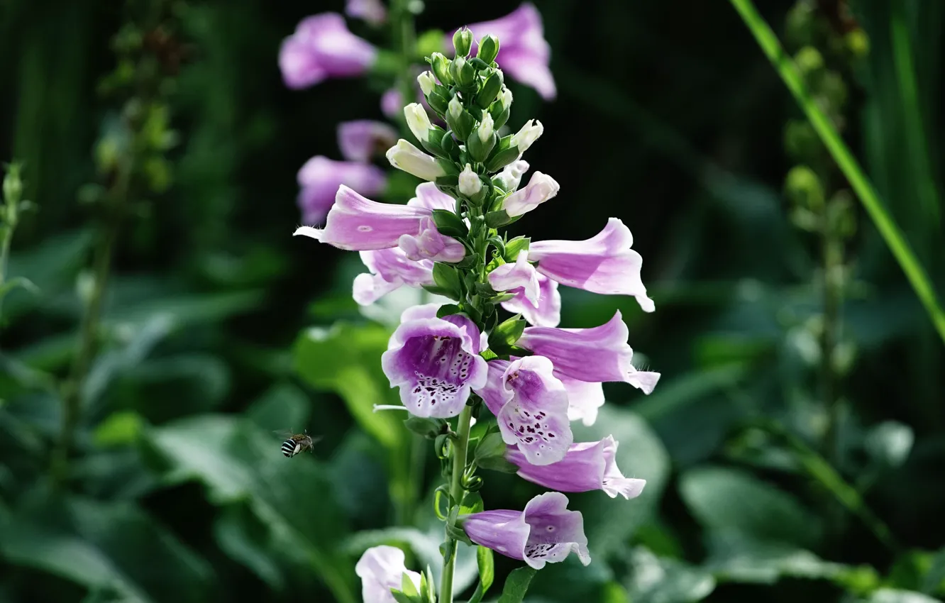 Photo wallpaper greens, summer, leaves, light, flowers, the dark background, bee, insect